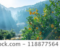Harvested Yuzu 118877564