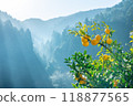 Harvested Yuzu 118877565