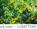Harvested Yuzu 118877566