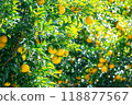 Harvested Yuzu 118877567