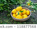 Harvested Yuzu 118877568