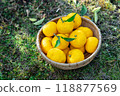 Harvested Yuzu 118877569