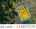 Harvested Yuzu 118877570
