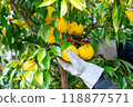 Yuzu's harvest 118877571