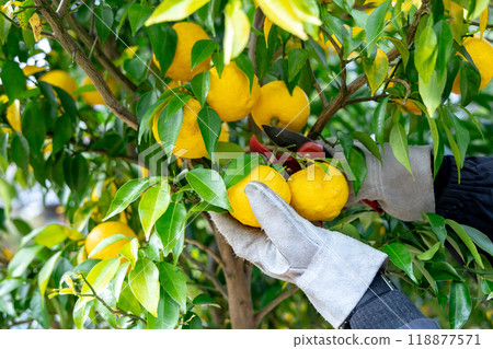 柚子的收穫 118877571