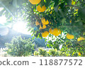 Harvested Yuzu 118877572