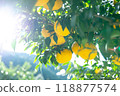 Harvested Yuzu 118877574