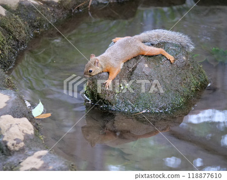兩隻松鼠在岩石上放鬆 118877610