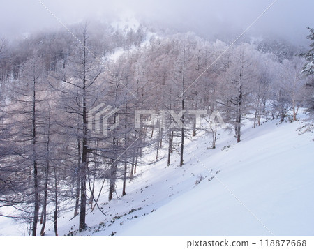 Hoarfrost on the larch trees of Mount Eboshi in the Asama Mountain Range Hoarfrost on the larch trees of Mount Eboshi in the Asama Mountain Range 118877668