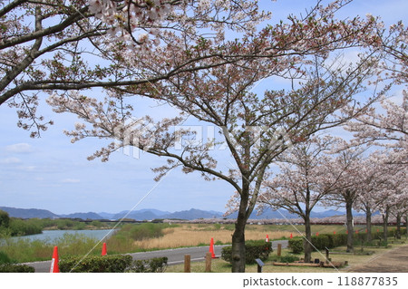 The cherry blossoms of the Ono Sakura Tsutsumi Corridor in full bloom and the scenery of Kakogawa River 118877835