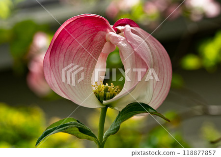 Dogwood flowers surrounded by bracts with a red to white gradation Dogwood flowers surrounded by bracts with a red to white gradation 118877857