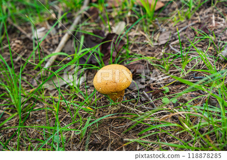 violet dust mushroom 118878285