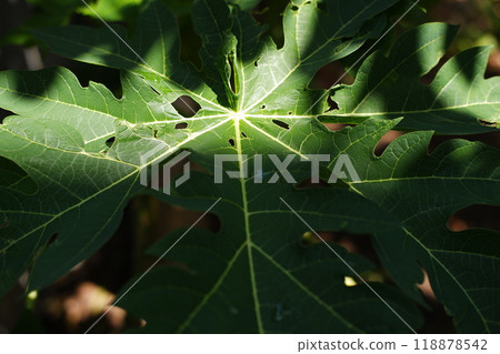 papaya leaf on tree in the garden, closeup of photo 118878542
