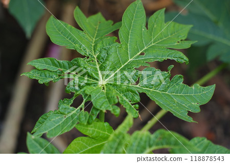 papaya leaf on tree in the garden, closeup of photo 118878543