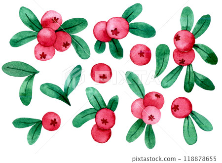 watercolor drawing, set of cranberries. illustration in simple style, wild berry leaves and berries 118878655