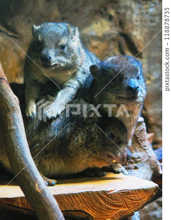 A scene with three rock hyraxes 118878735