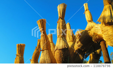 Preparation for winter for cycads (winter protection) and a blue sky Preparation for winter for cycads (winter protection) and a blue sky 118878736