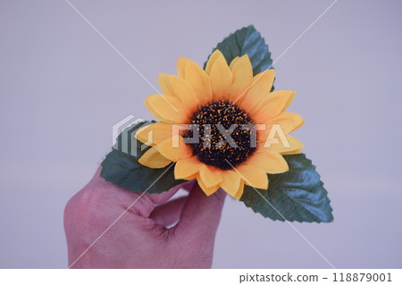 A person's hand gently holding a sunflower plant 118879001
