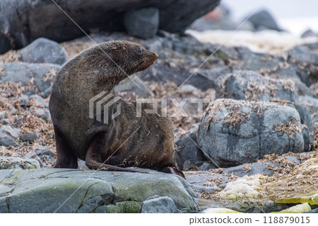 Fur seal on a rock Fur seal on a rock 118879015