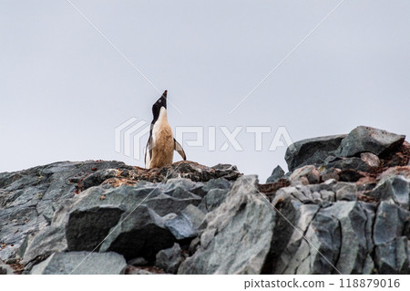 Impression of the Adelie Penguin Colony at the fish islands Impression of the Adelie Penguin Colony at the fish islands 118879016