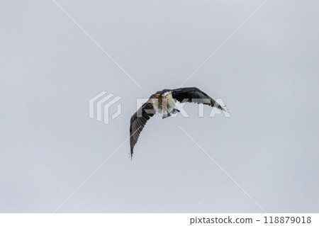 Antarctic Shags near Fish Islands Antarctic Shags near Fish Islands 118879018