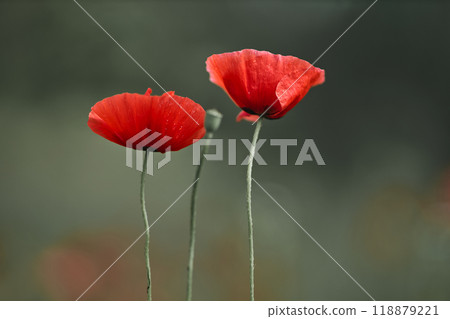 World War remembrance day. Red poppy is symbol of remembrance to those fallen in war. 118879221