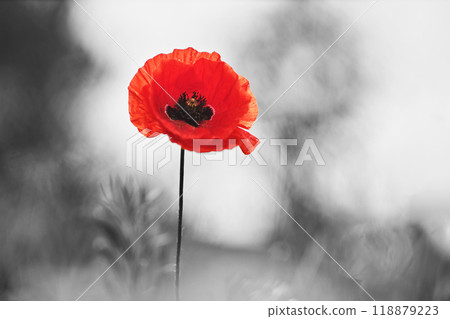 World War remembrance day. Red poppy is symbol of remembrance to those fallen in war. World War remembrance day. Red poppy is symbol of remembrance to those fallen in war. 118879223