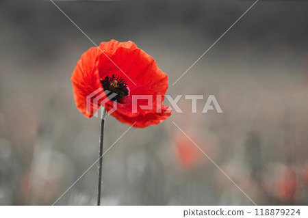 World War remembrance day. Red poppy is symbol of remembrance to those fallen in war. World War remembrance day. Red poppy is symbol of remembrance to those fallen in war. 118879224