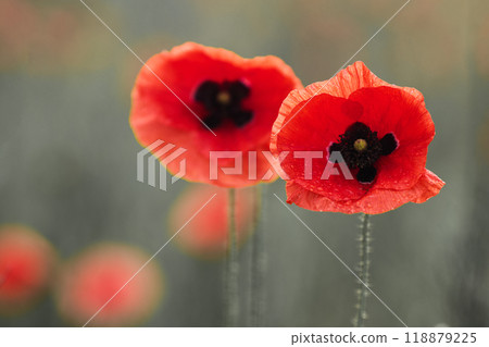 World War remembrance day. Red poppy is symbol of remembrance to those fallen in war. World War remembrance day. Red poppy is symbol of remembrance to those fallen in war. 118879225