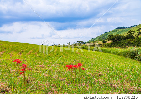 [Shizuoka Prefecture] Hosono Plateau in Izu Inatori, Autumn 118879229