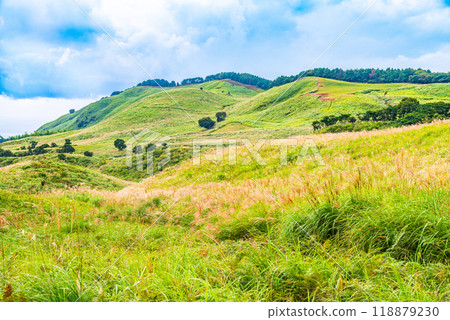 [Shizuoka Prefecture] Hosono Plateau in Izu Inatori, Autumn 118879230