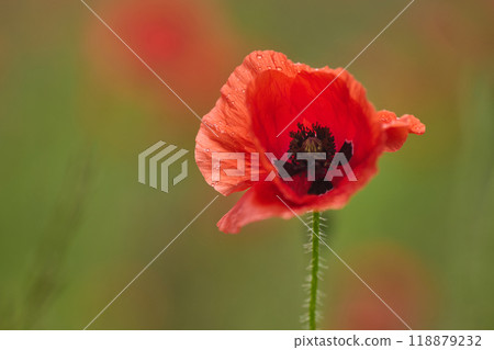 World War remembrance day. Single Red Poppy with a blurred green background 118879232