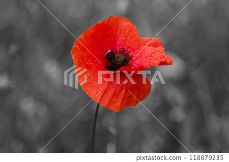 World War remembrance day. Red poppy is symbol of remembrance to those fallen in war. 118879235
