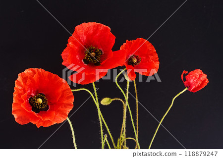 Remembrance Day greeting card. Beautiful red poppies flowers on black background. Lest we forget Remembrance Day greeting card. Beautiful red poppies flowers on black background. Lest we forget 118879247