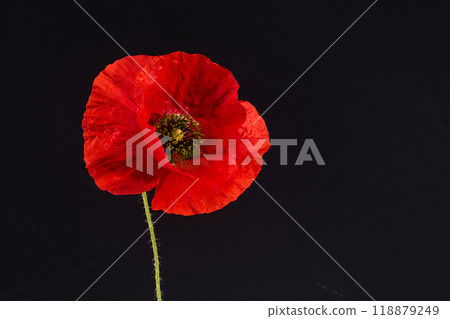 Remembrance Day greeting card. Beautiful red poppy flower on black background. Lest we forget Remembrance Day greeting card. Beautiful red poppy flower on black background. Lest we forget 118879249
