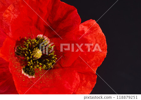 Remembrance Day greeting card. Beautiful red poppy flower on black background. Lest we forget 118879251