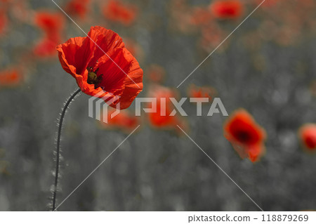 World War remembrance day. Red poppy is symbol of remembrance to those fallen in war. 118879269