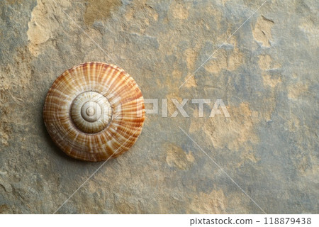 A beautiful spiral shell resting on a textured stone surface in natural light 118879438