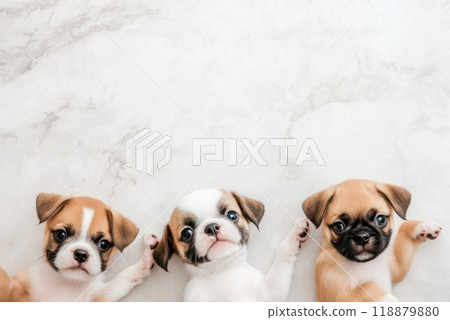 Three cute puppies lying on a marble surface showcasing their playful expressions and adorable features Three cute puppies lying on a marble surface showcasing their playful expressions and adorable features 118879880