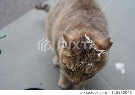 A straw-patterned Sakura cat that looks like it needs the spider web removed from its head 118880048