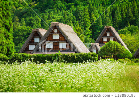 Japanese traditional scenery: Shirakawa-go in autumn 118880193