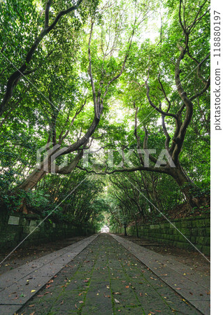 Sakaretsu Isomae 神社的新鮮綠樹 118880197