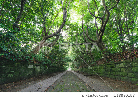 Sakaretsu Isomae 神社的新鮮綠樹 118880198
