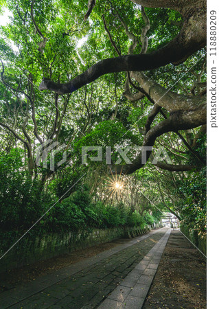 鮮綠清酒系列 磯崎神社的樹林 鮮綠清酒系列 磯崎神社的樹林 118880209