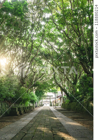 Sakaretsu Isomae 神社的新鮮綠樹 118880214