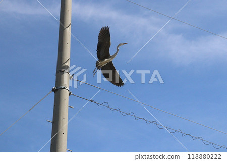 Heron Heron 118880222