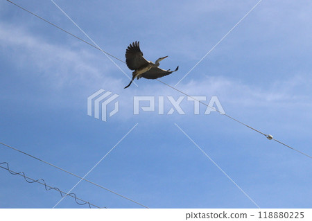 Heron Heron 118880225