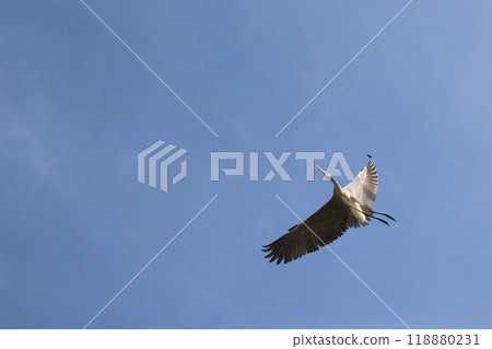 Heron 118880231