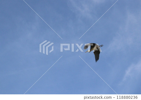 Heron Heron 118880236