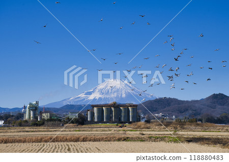 [Hiratsuka City] Mount Fuji and a flock of flying pigeons seen from the countryside 118880483
